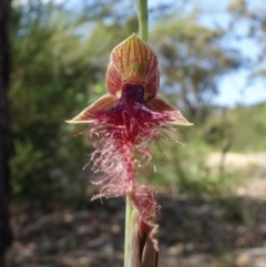 Calochilus gracillimus at Vincentia, NSW - 2 Jan 2022