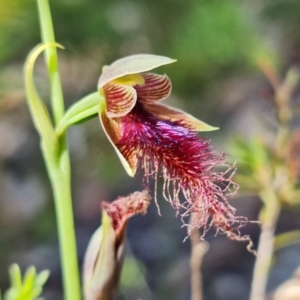 Calochilus gracillimus at Vincentia, NSW - suppressed