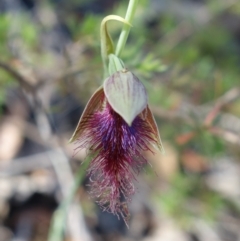 Calochilus gracillimus at Vincentia, NSW - suppressed