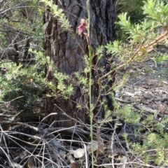 Calochilus gracillimus at Vincentia, NSW - 2 Jan 2022