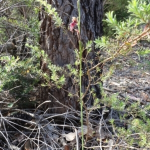 Calochilus gracillimus at Vincentia, NSW - suppressed