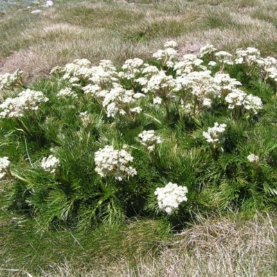 Aciphylla glacialis (Mountain Celery) at Kosciuszko National Park - 29 Dec 2021 by MatthewFrawley