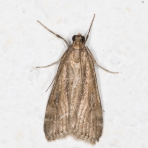 Eudonia cleodoralis at Melba, ACT - 28 Oct 2021 10:43 PM