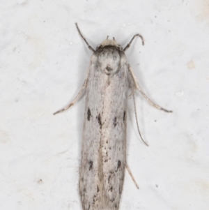 Oecophoridae provisional species 2 at Melba, ACT - 28 Oct 2021 10:38 PM