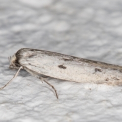 Oecophoridae provisional species 2 at Melba, ACT - 28 Oct 2021 10:38 PM