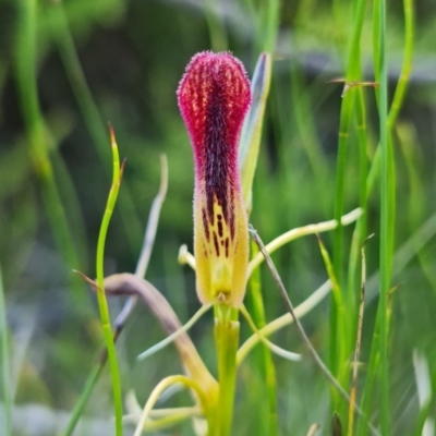 Cryptostylis hunteriana (Leafless Tongue Orchid) at Jervis Bay National Park - 2 Jan 2022 by RobG1