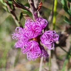Melaleuca thymifolia (Thyme Honey-myrtle) at Vincentia, NSW - 2 Jan 2022 by RobG1
