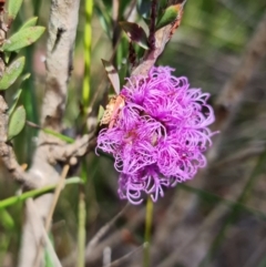 Melaleuca thymifolia at Vincentia, NSW - 2 Jan 2022