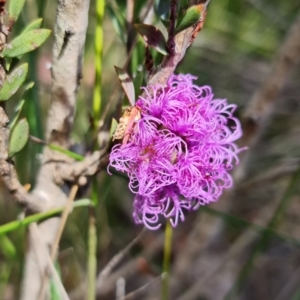 Melaleuca thymifolia at Vincentia, NSW - 2 Jan 2022