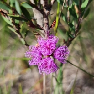 Melaleuca thymifolia at Vincentia, NSW - 2 Jan 2022