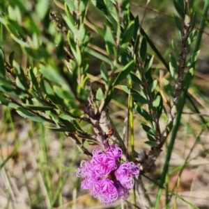 Melaleuca thymifolia at Vincentia, NSW - 2 Jan 2022