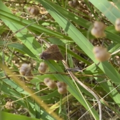 Proteuxoa (genus) at Murrumbateman, NSW - 2 Jan 2022