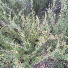 Kunzea parvifolia (Violet Kunzea) at Mount Jerrabomberra - 2 Jan 2022 by Steve_Bok
