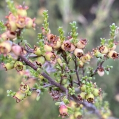 Kunzea parvifolia at Jerrabomberra, NSW - 2 Jan 2022
