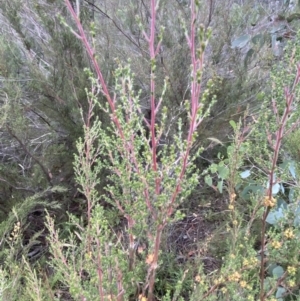 Kunzea parvifolia at Jerrabomberra, NSW - 2 Jan 2022