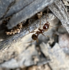 Aphaenogaster longiceps (Funnel ant) at Jerrabomberra, NSW - 2 Jan 2022 by SteveBorkowskis