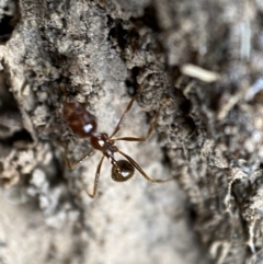 Aphaenogaster longiceps at Jerrabomberra, NSW - 2 Jan 2022