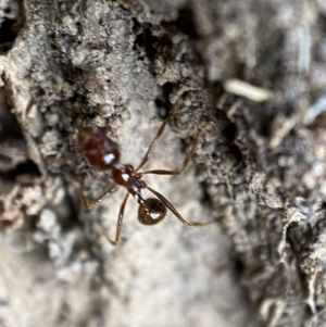 Aphaenogaster longiceps at Jerrabomberra, NSW - 2 Jan 2022