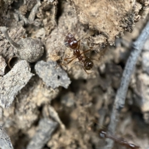 Aphaenogaster longiceps at Jerrabomberra, NSW - 2 Jan 2022 06:32 PM