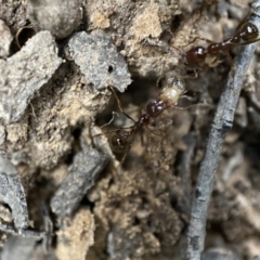 Aphaenogaster longiceps at Jerrabomberra, NSW - 2 Jan 2022 06:32 PM