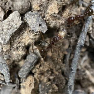 Aphaenogaster longiceps at Jerrabomberra, NSW - 2 Jan 2022