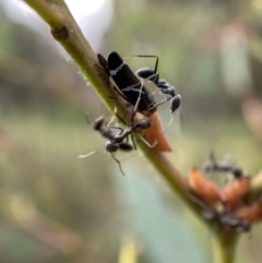 Iridomyrmex sp. (genus) (Ant) at Mount Jerrabomberra - 2 Jan 2022 by Steve_Bok