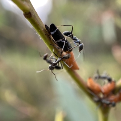 Iridomyrmex sp. (genus) (Ant) at Mount Jerrabomberra - 2 Jan 2022 by Steve_Bok