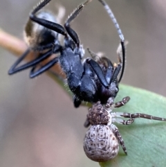 Cymbacha ocellata (Crab spider) at Jerrabomberra, NSW - 2 Jan 2022 by SteveBorkowskis