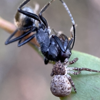 Cymbacha ocellata (Crab spider) at Jerrabomberra, NSW - 2 Jan 2022 by SteveBorkowskis