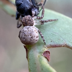 Cymbacha ocellata at Jerrabomberra, NSW - 2 Jan 2022 06:15 PM