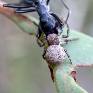 Cymbacha ocellata at Jerrabomberra, NSW - 2 Jan 2022