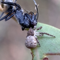 Cymbacha ocellata at Jerrabomberra, NSW - 2 Jan 2022