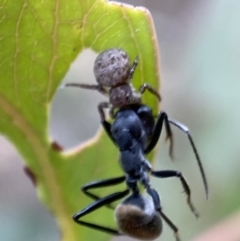 Cymbacha ocellata at Jerrabomberra, NSW - 2 Jan 2022