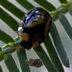 Peltoschema mansueta (A leaf beetle) at Jerrabomberra, NSW - 2 Jan 2022 by SteveBorkowskis