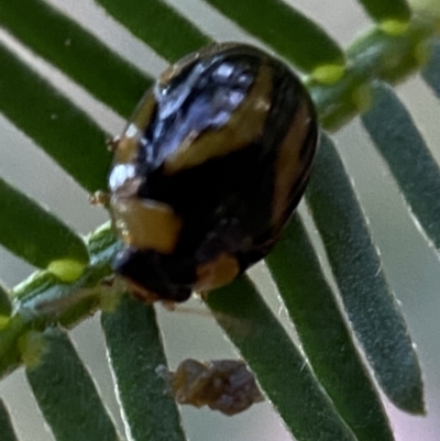 Peltoschema mansueta (A leaf beetle) at Jerrabomberra, NSW - 2 Jan 2022 by Steve_Bok