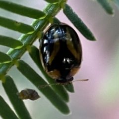 Peltoschema mansueta at Jerrabomberra, NSW - 2 Jan 2022 05:49 PM