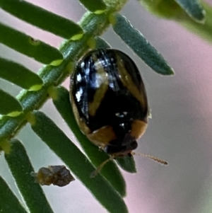 Peltoschema mansueta at Jerrabomberra, NSW - 2 Jan 2022