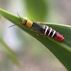 Carphurini sp. (tribe) (Soft-winged flower beetle) at Jerrabomberra, NSW - 2 Jan 2022 by Steve_Bok
