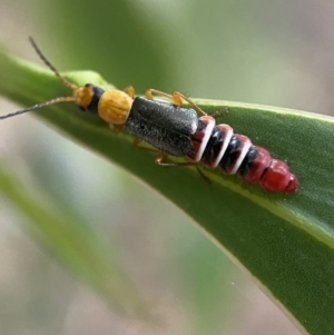 Carphurus sp. (genus) at Jerrabomberra, NSW - 2 Jan 2022 07:05 PM