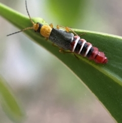 Carphurus sp. (genus) at Jerrabomberra, NSW - 2 Jan 2022 07:05 PM