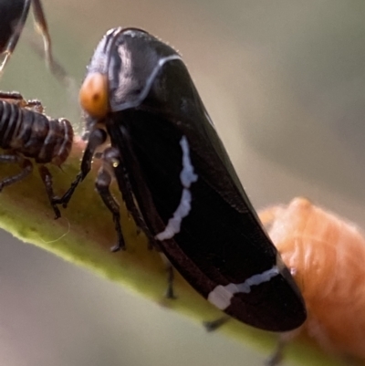 Eurymeloides bicincta (Gumtree hopper) at Mount Jerrabomberra QP - 2 Jan 2022 by Steve_Bok