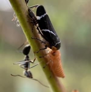 Eurymeloides bicincta at Jerrabomberra, NSW - 2 Jan 2022