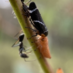 Eurymeloides bicincta at Jerrabomberra, NSW - 2 Jan 2022