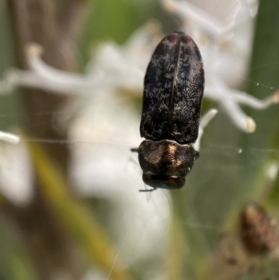 Diphucrania acuducta (Acuducta jewel beetle) at QPRC LGA - 2 Jan 2022 by Steve_Bok