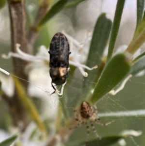 Diphucrania acuducta at Jerrabomberra, NSW - 2 Jan 2022 06:08 PM