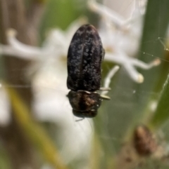 Diphucrania acuducta at Jerrabomberra, NSW - 2 Jan 2022