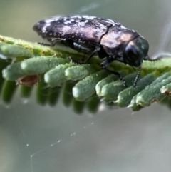 Diphucrania sp. (genus) (Jewel Beetle) at Mount Jerrabomberra QP - 2 Jan 2022 by Steve_Bok