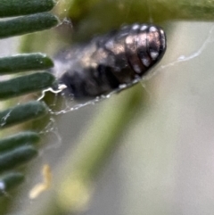 Diphucrania sp. (genus) at Jerrabomberra, NSW - 2 Jan 2022