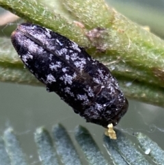 Diphucrania sp. (genus) at Jerrabomberra, NSW - 2 Jan 2022