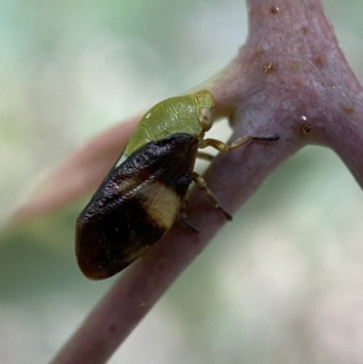 Chaetophyes compacta (Tube spittlebug) at Mount Jerrabomberra - 2 Jan 2022 by Steve_Bok